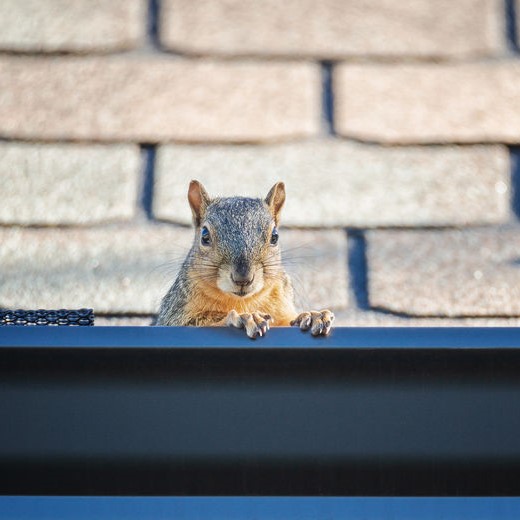 squirrels in gutters