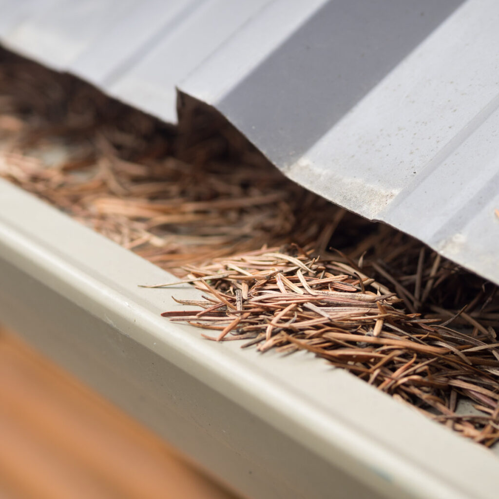 Seamless Gutter clogged with pine  needles