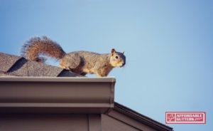 squirrel by gutter